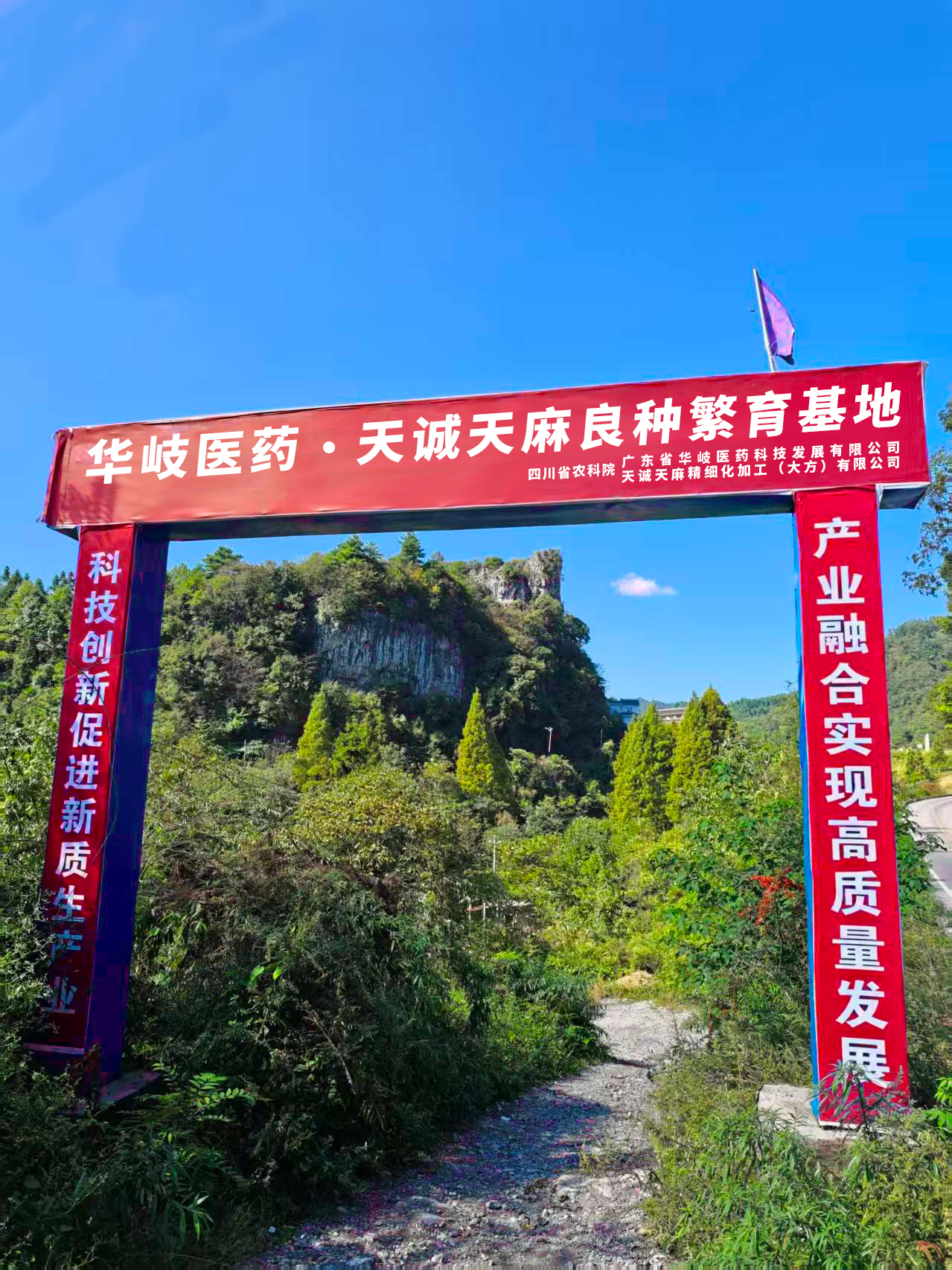 天诚天麻基地